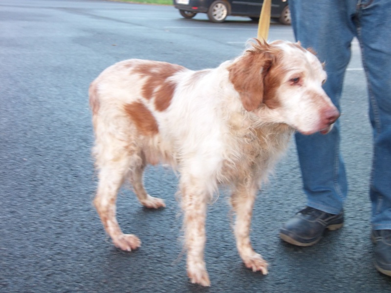 2 papys - box 74 -  epagneuls bretons 14 ans aveugle et 12 ans - Bethune (62) - partira en soins chez asso cani nursing (59) 14510