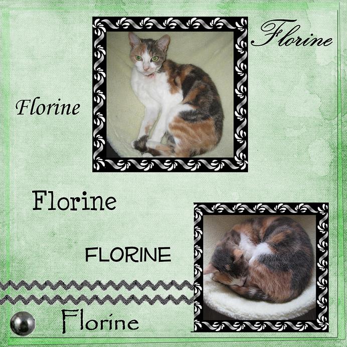 Florine,jeune chatte tricolore d'un an retrouvée égorgée Cadre_10