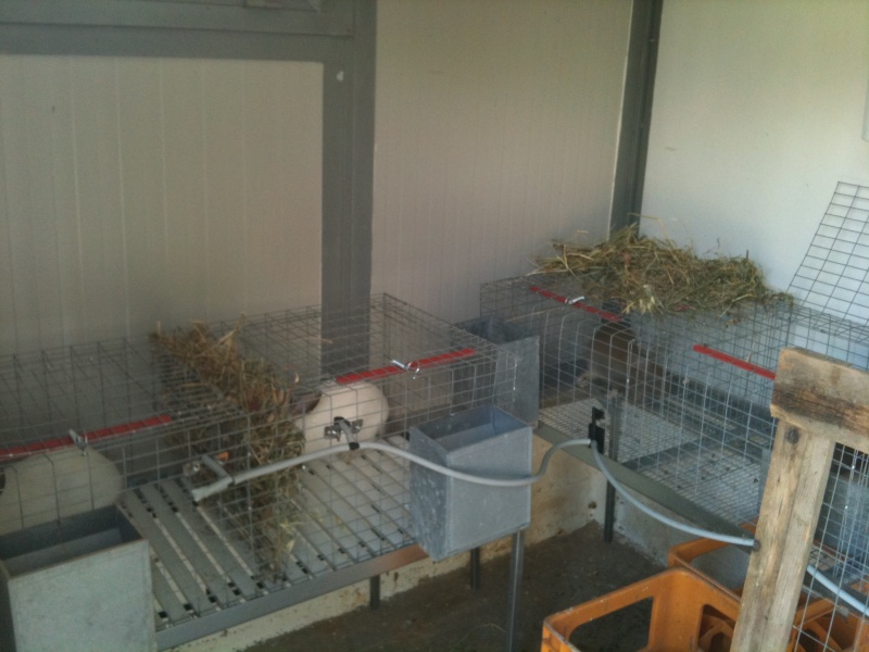 Consiglio su futuro allevamento di conigli Img_0128