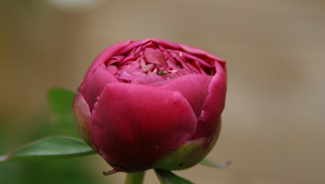 Paeonia, ou pivoines! - Page 3 2010_015