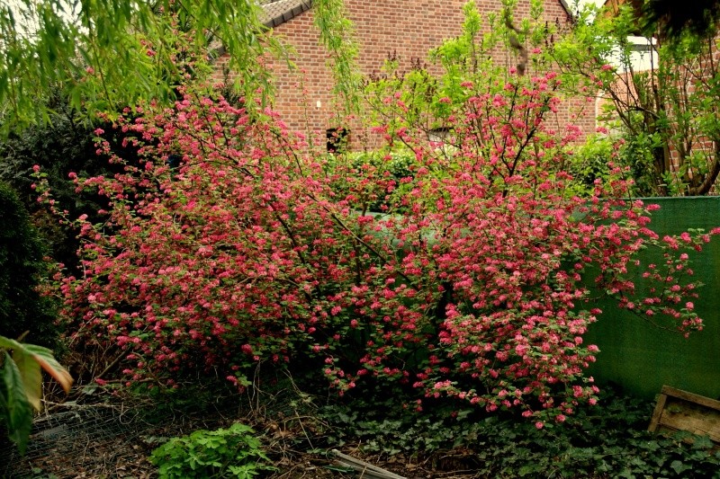 Groseiller a fleurs (Ribes sanguineum) - Page 2 Dsc01625