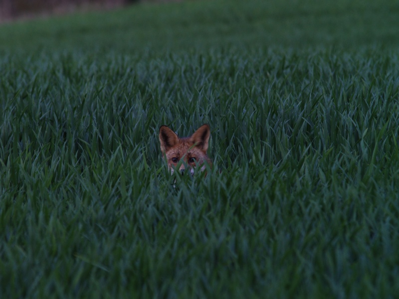 maitre renard dans les blé ! P4200214