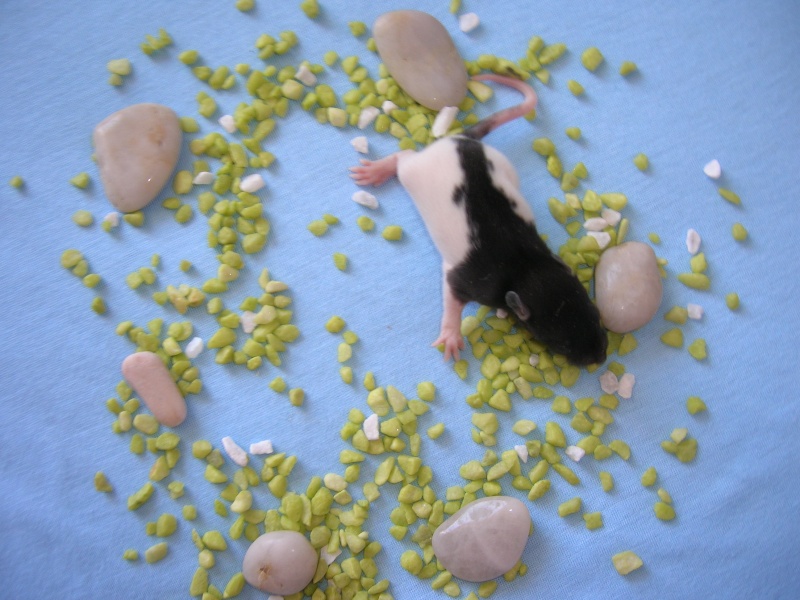 11 bebes rats RP (77) Mini10