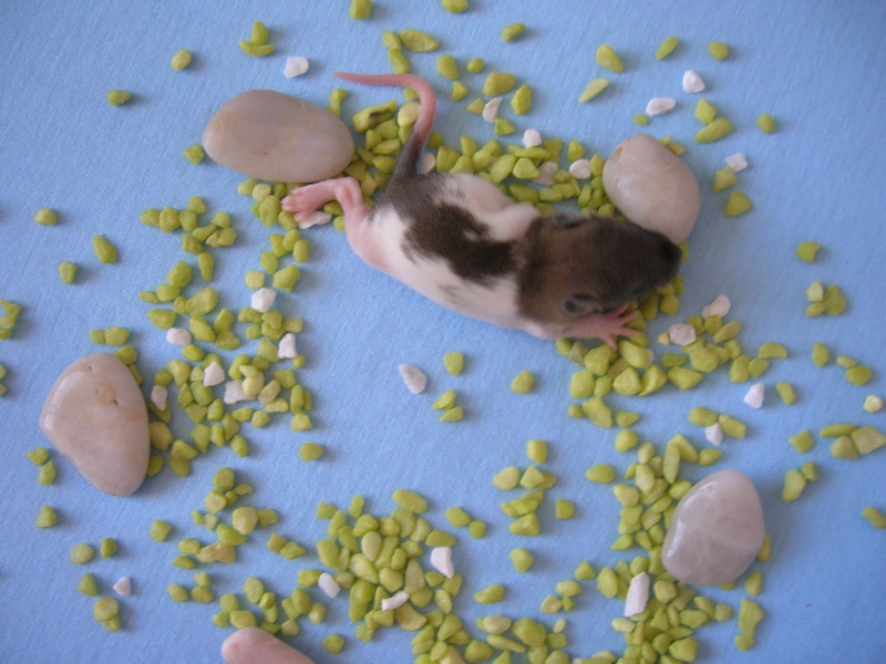 11 bebes rats RP (77) Pinocc10