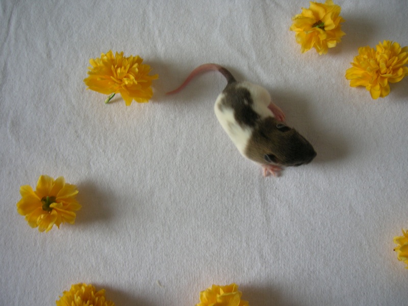11 bebes rats RP (77) Pinocc11