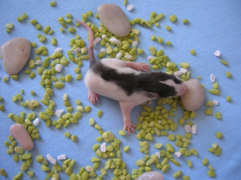11 bebes rats RP (77) Pumbaa10