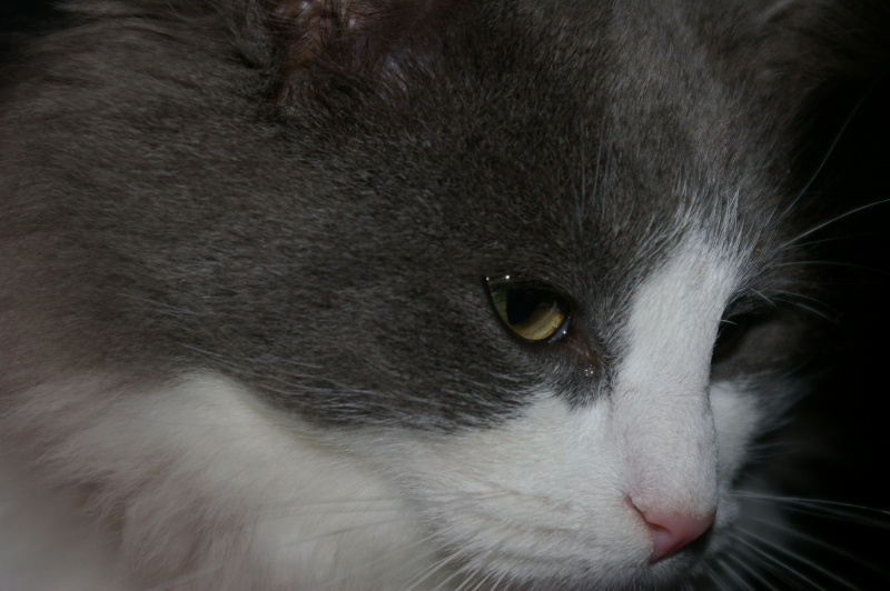 Petite chatonne mouf-mouf poil mi-long 4 mois et demi, rigolote et aimante. Imgp2623