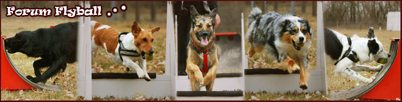 créer un forum : flyball Bannie10