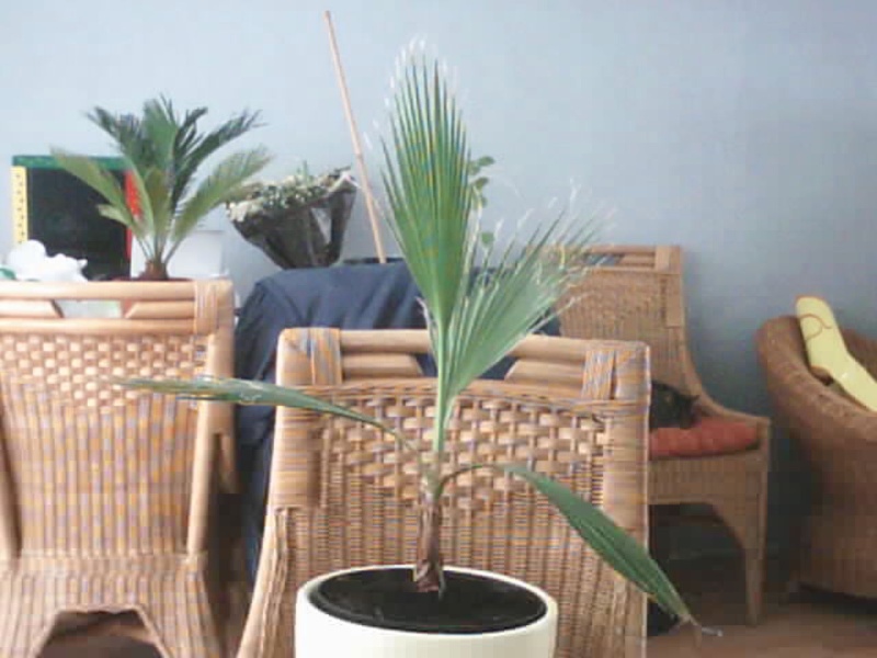 Mijn eerste palmboom. Pictur10