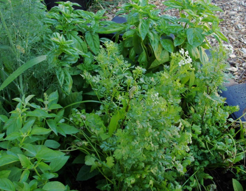 What is happening to my....Cilantro? Cilant10