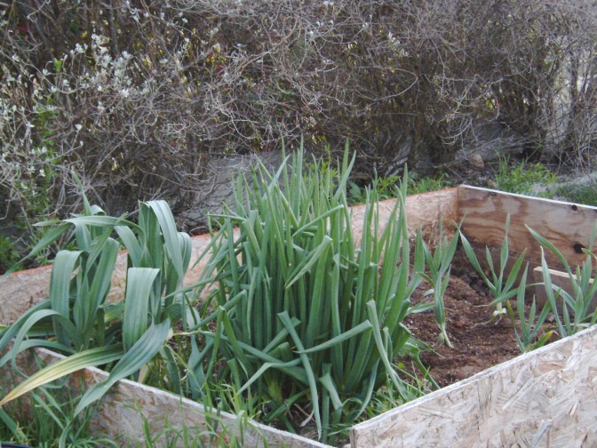 Egyptian Walking Onions Egypti10