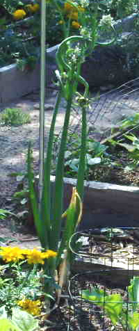 IHA: Egyptian walking onions Egypti12