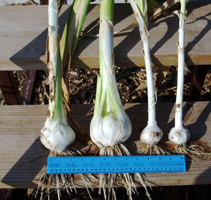 Garlic - Raised bed garlic vs. in ground Garlic10