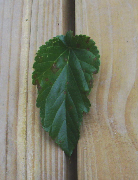 Spots on mulberry leaves Mulber10