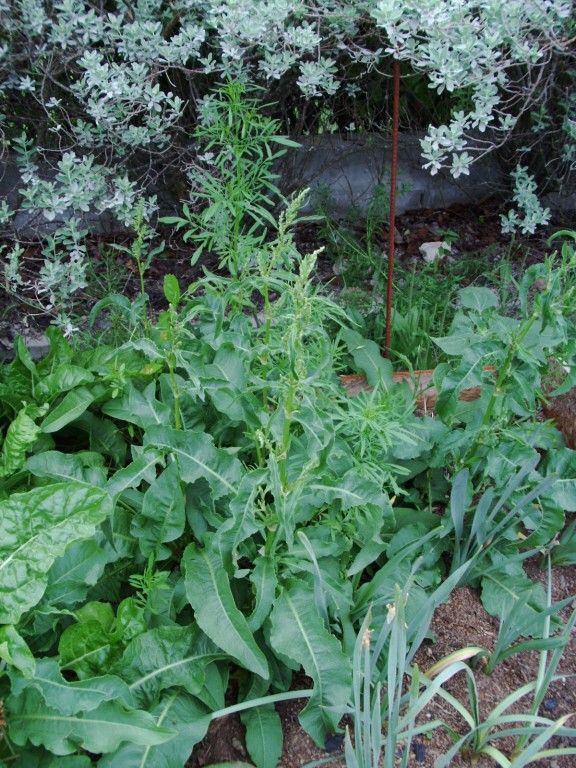 Does any know what this plant is? Myster11