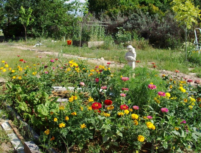 Sage and Cutting Flowers in the SFG Zinnia10