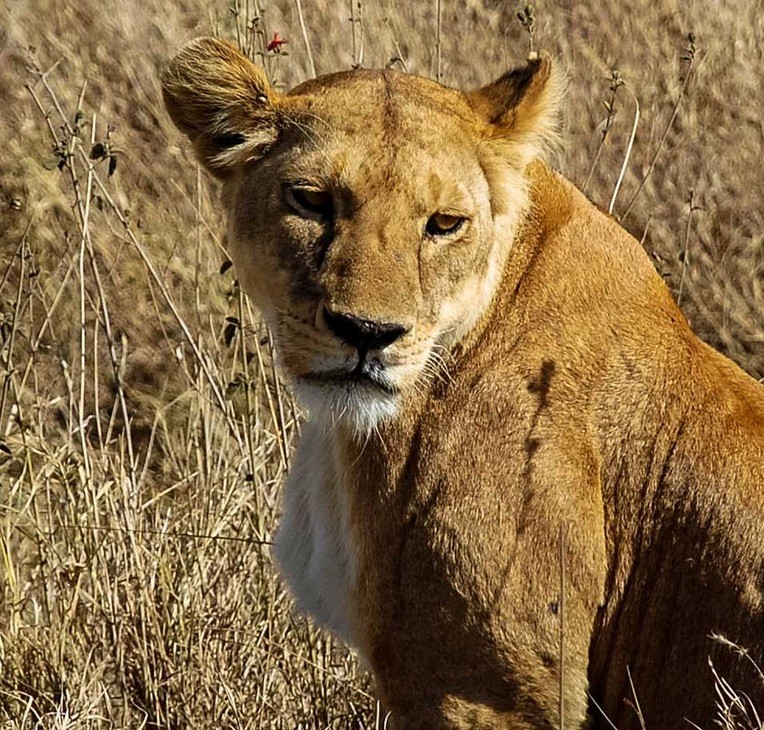 صور الحيوانات الأفريقية أصبحت محمية طبيعية أمريكية أو أوروبية 6110