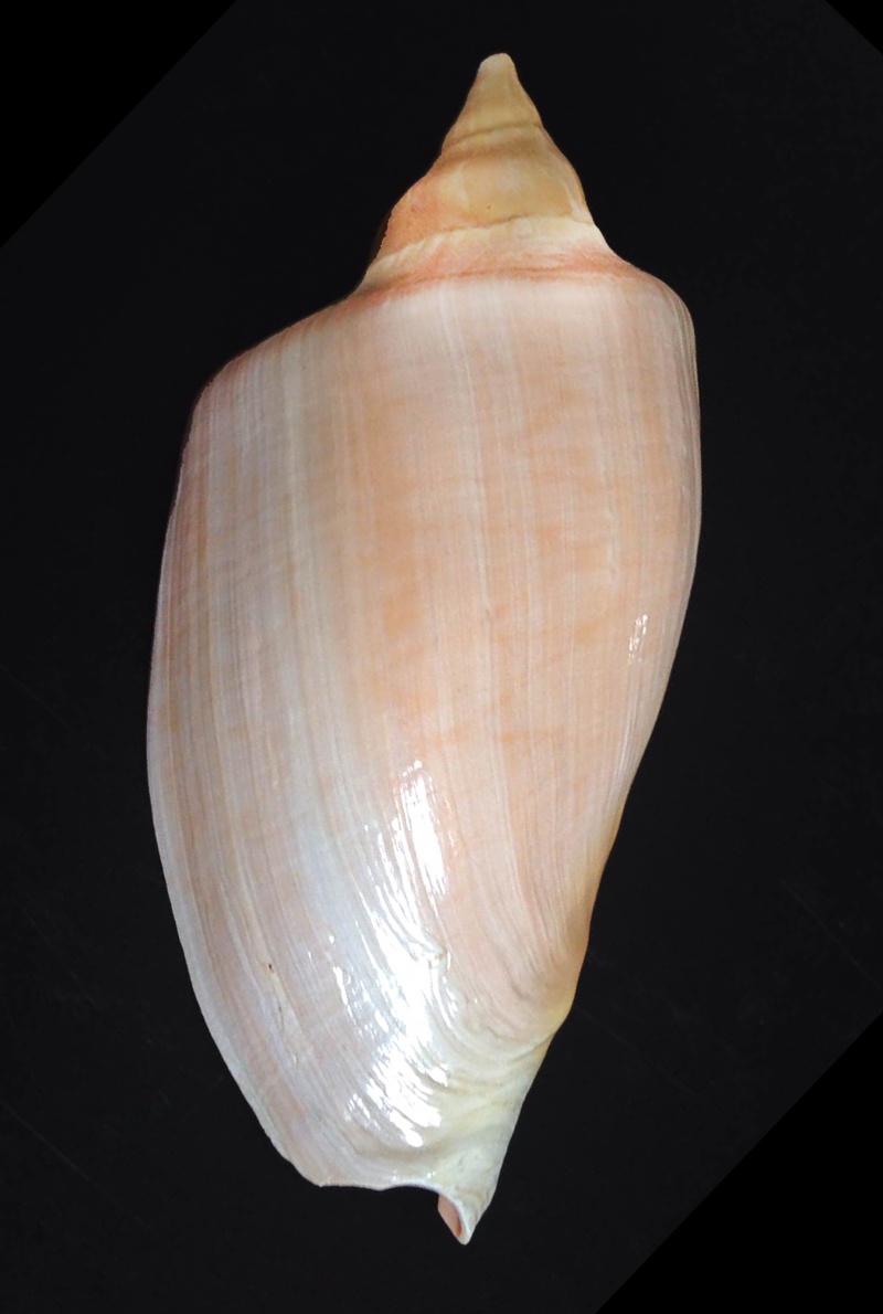 Volutidae Cymbiinae Zidona dufresnei - (Donovan, 1823) Zidona11