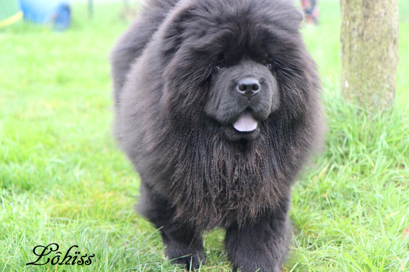 mes chow chows  Img_1912