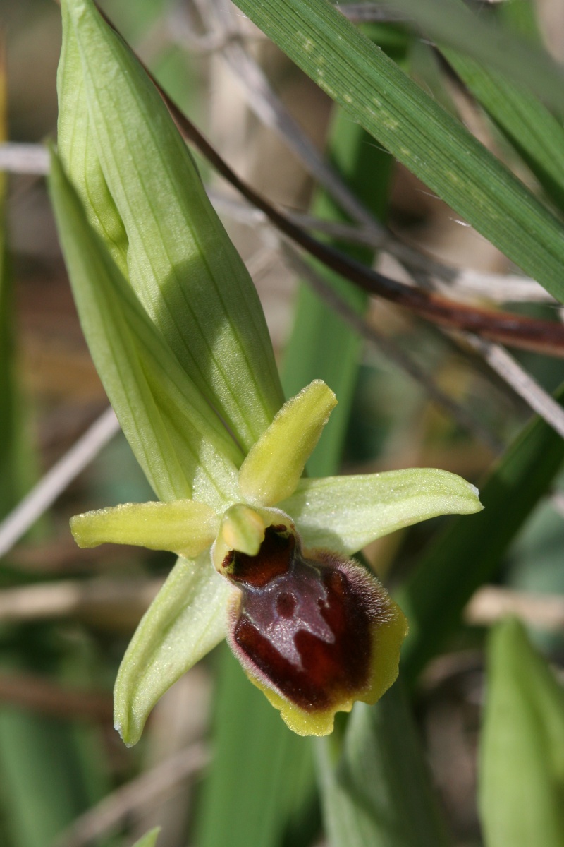 Ophrys litigiosa ( araneola ) Img_6414