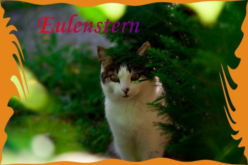 Eulenstern - I´m leading the Clan Eulens10