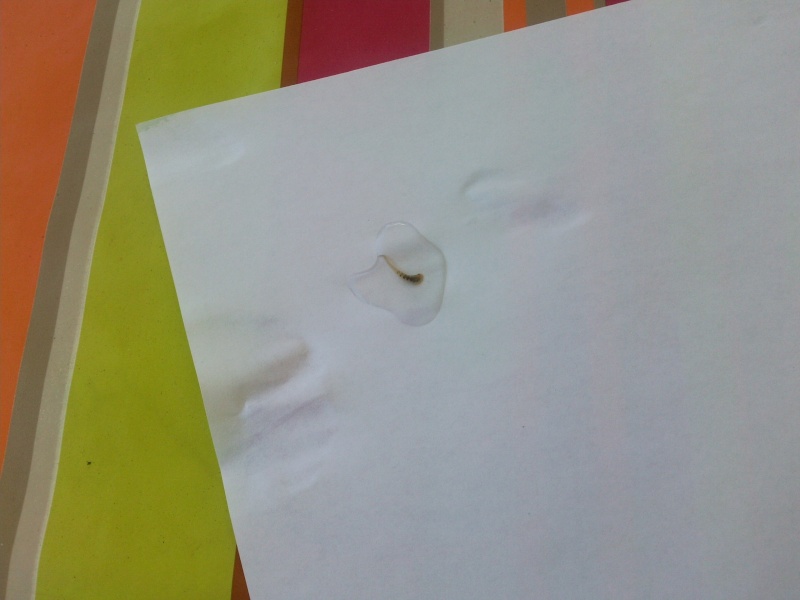 C'est quoi ce truc ??? + Photos Photo010