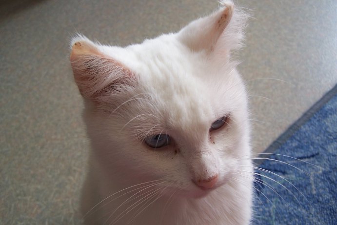 Ohé, petite chatte sourde 08092910