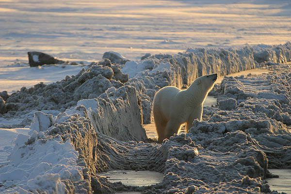 Les ours Freedo10