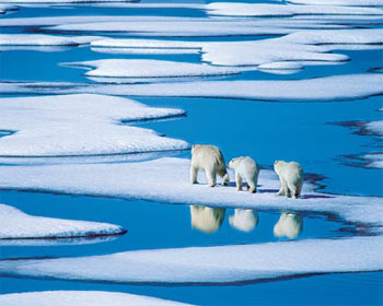 Les ours Freedo11