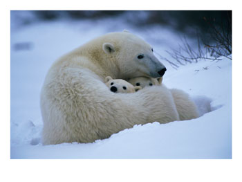 Les ours Freedo13