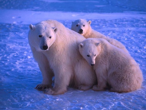 Les ours Freedo14