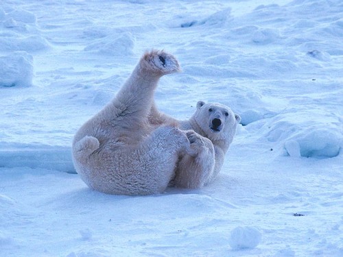 Les ours Freedo16