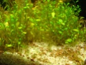 comment enlever des algues Dsc03323