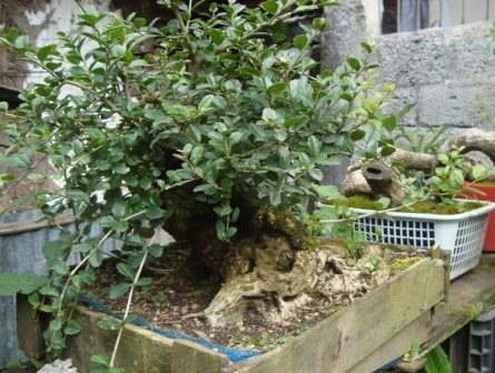 Bonsai from the Andes in South America Ecuador Yamado10