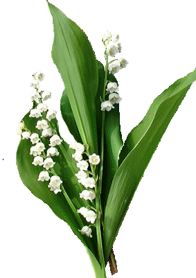 Vive le 1er Mai ! Mais au fait d'où ça vient ?! Muguet12