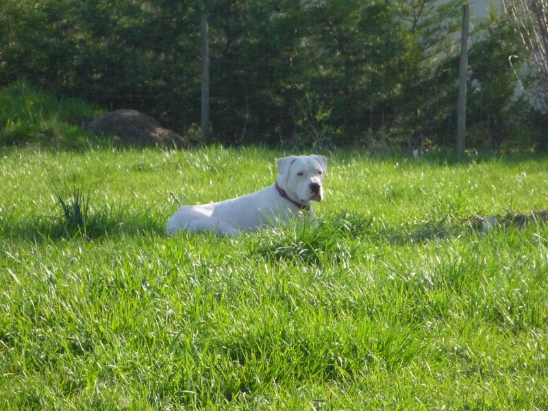 CHADD - dogue argentin mâle 2 ans et demi (FA CM 34) P1100111
