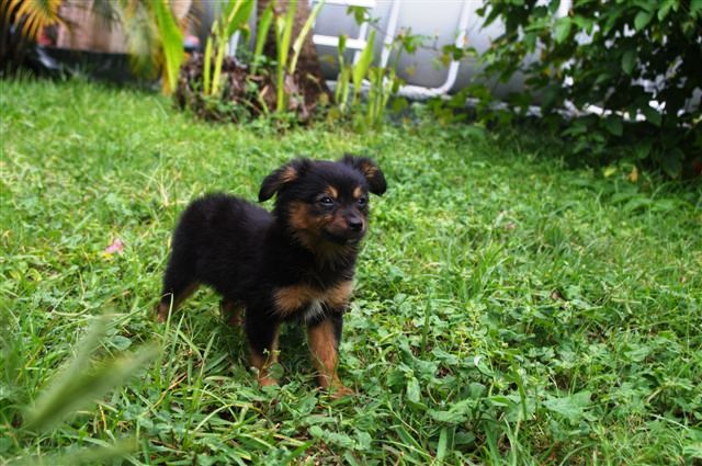 Goya - Pinscher croisée Spitz - 2 mois 1/2    ADOPTEE Imgp4710