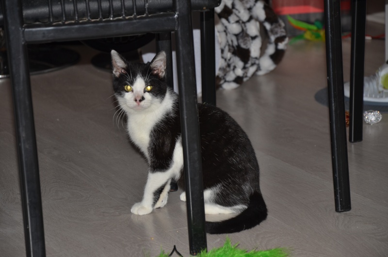 Mickey ( Imola ), chaton mâle né en septembre 2015 Dsc_8016