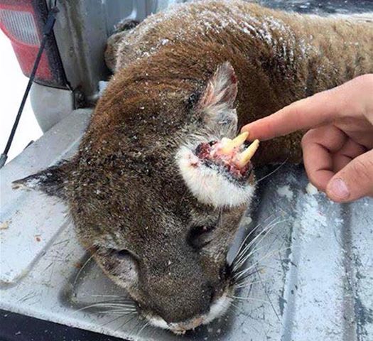 [Tératologie] Le puma aux deux machoires Idaho (USA) (janvier 2016)  14652710