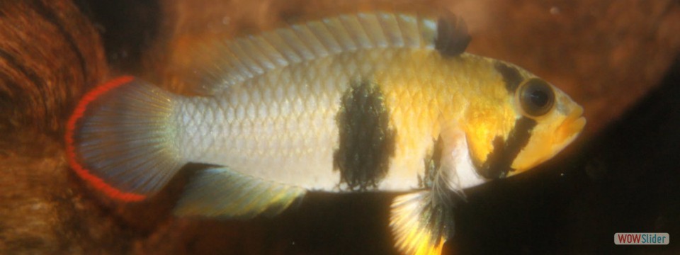 Apistogramma panduro