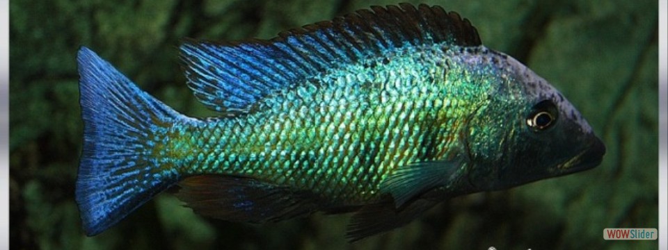 Fossorochromis frustratus