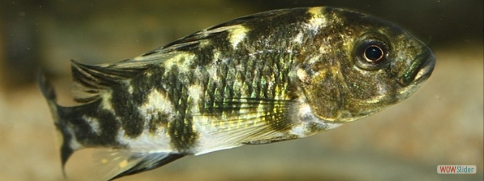 Neochromis omnicaeruleus 'Makobe' WB