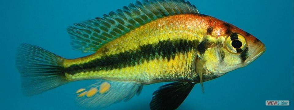 Haplochromis paropius