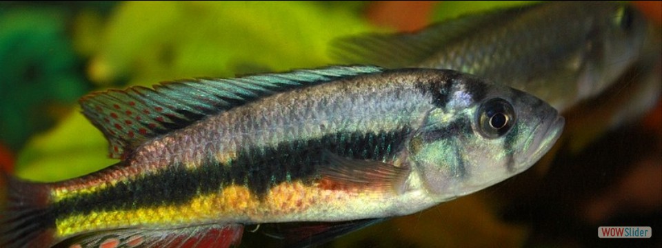 Hapochromis sp. 'Matumbi hunter