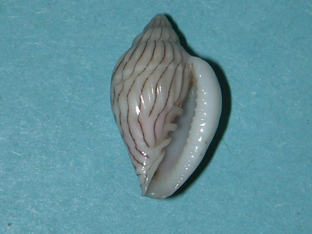 Glabella bellii (Sowerby II, 1846) Glabel15