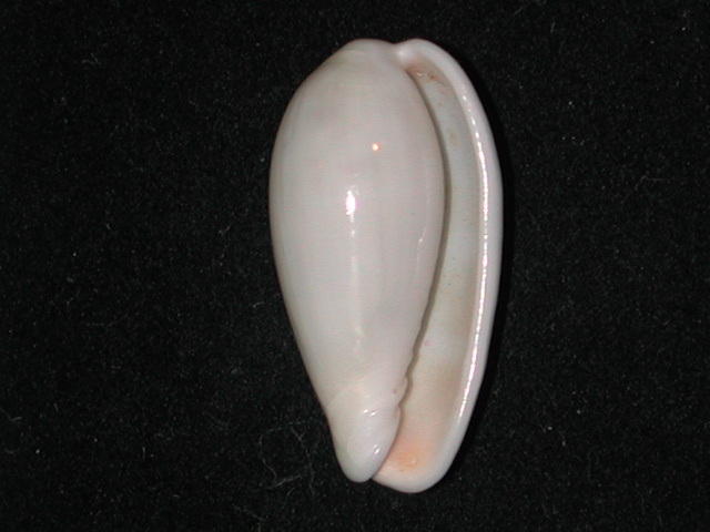 Persicula blanda (Hinds, 1844) Persic10