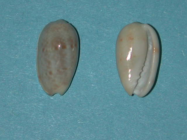 Persicula canaryensis (Clover, 1972) Persic13