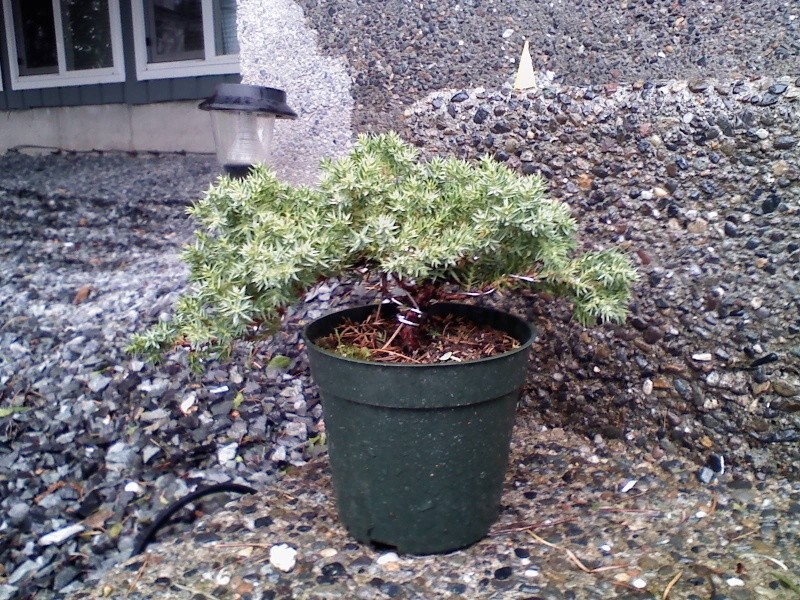 Brand new to bonsai, and need a little advice 05050011