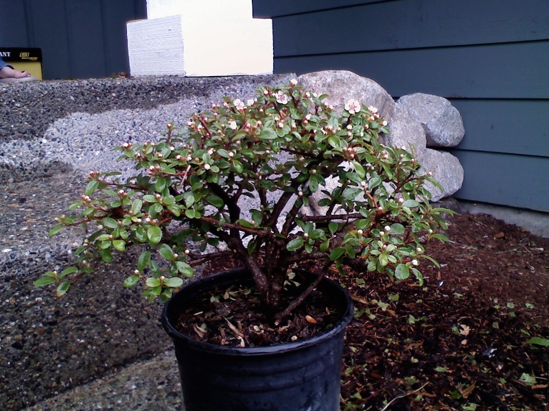 Brand new to bonsai, and need a little advice 05050012