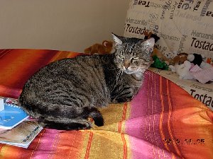 OSCAR, chat mâle senior Oscar10
